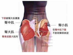 BigASS 大白屁股 aSS 是一款专业的臀部训练器，让你的臀部更紧致挺翘